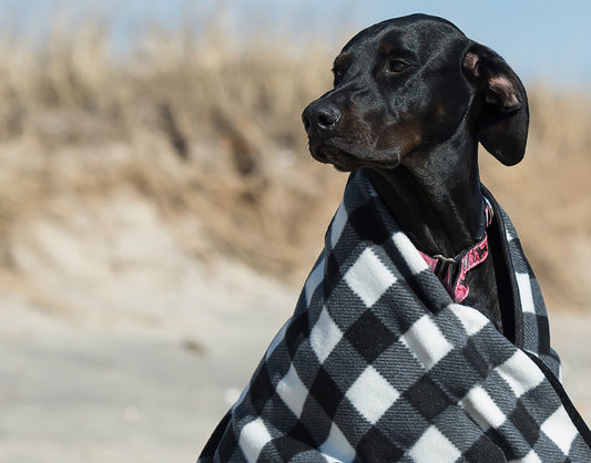 It’s #DOGust 1st - One Big Birthday Party for Shelter Dogs Everywhere