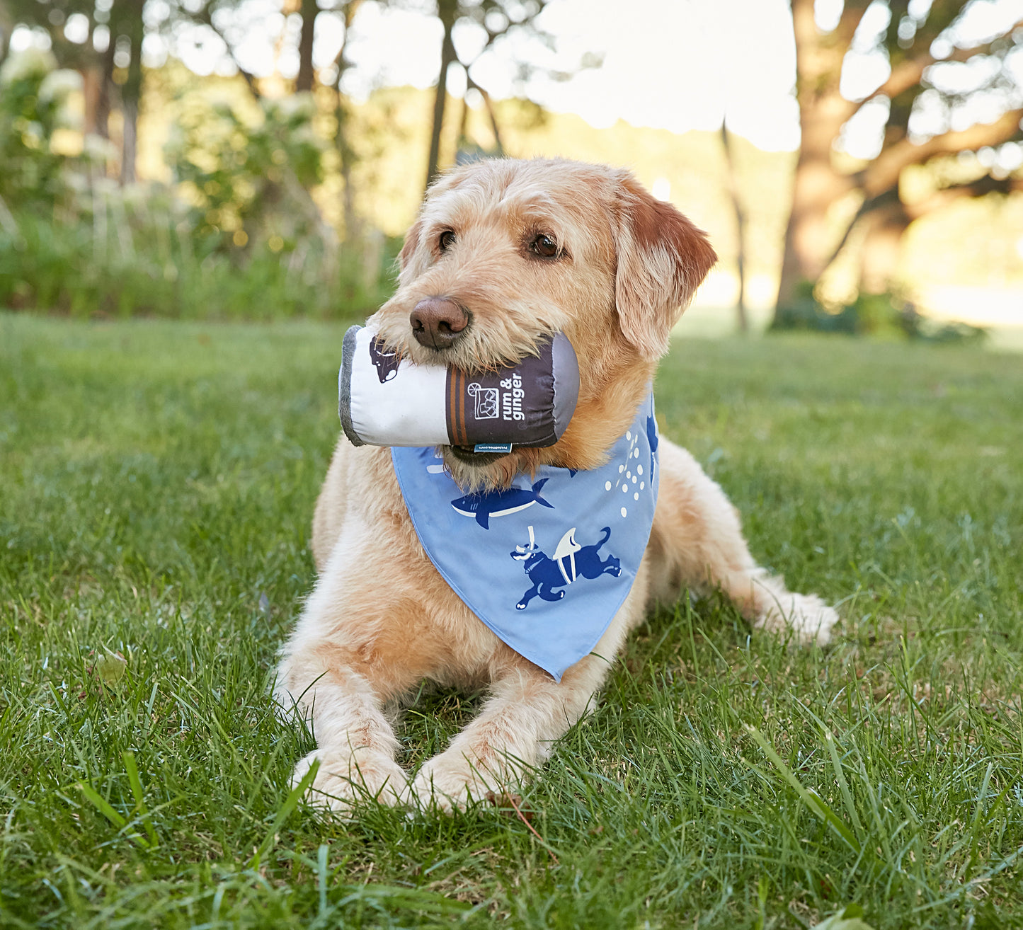 Black Dog Shark Bandana