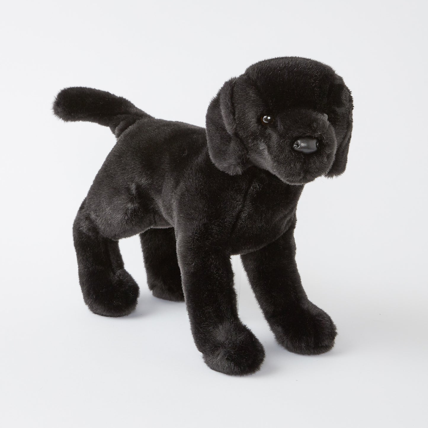 *Chester the Black Lab