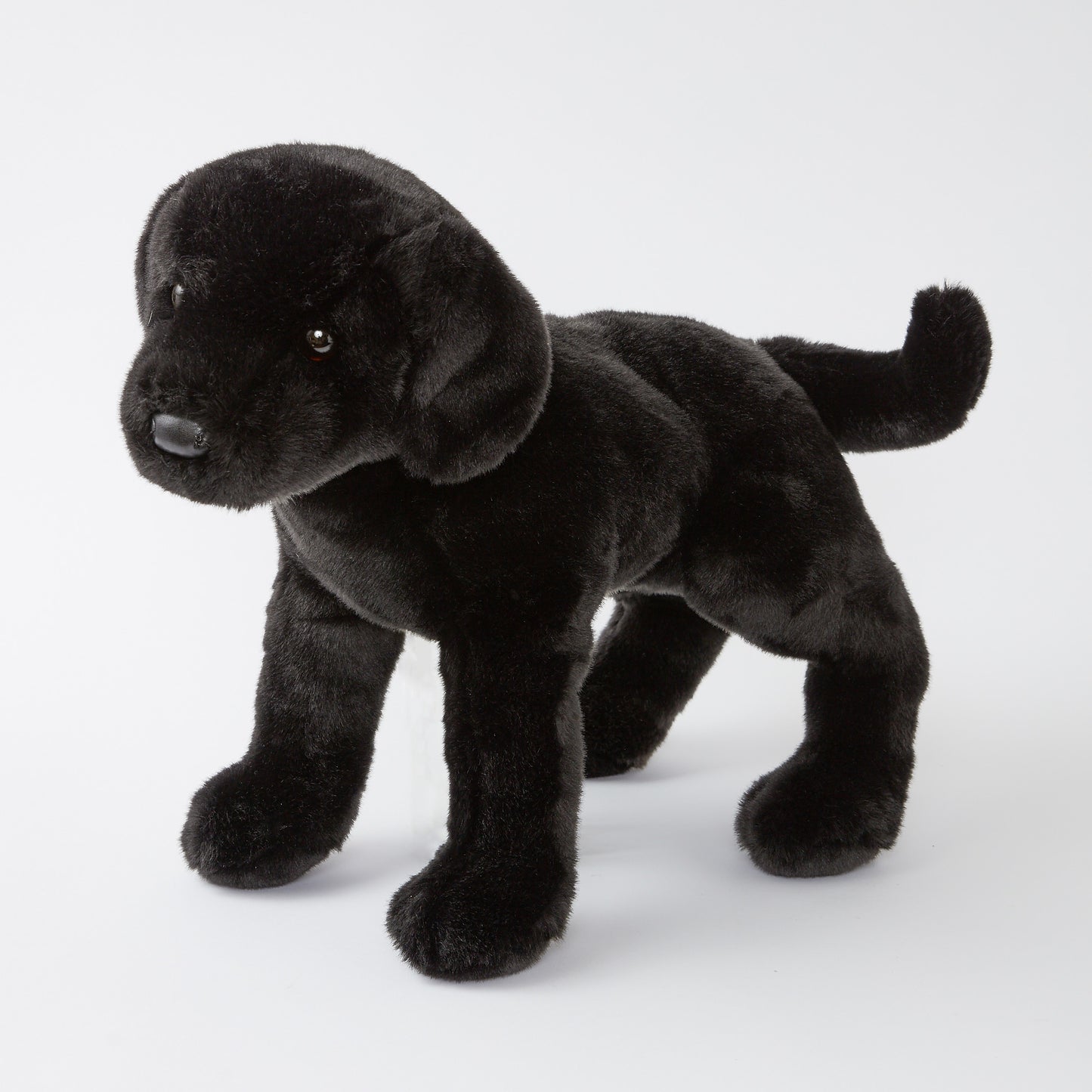 James the Black Lab