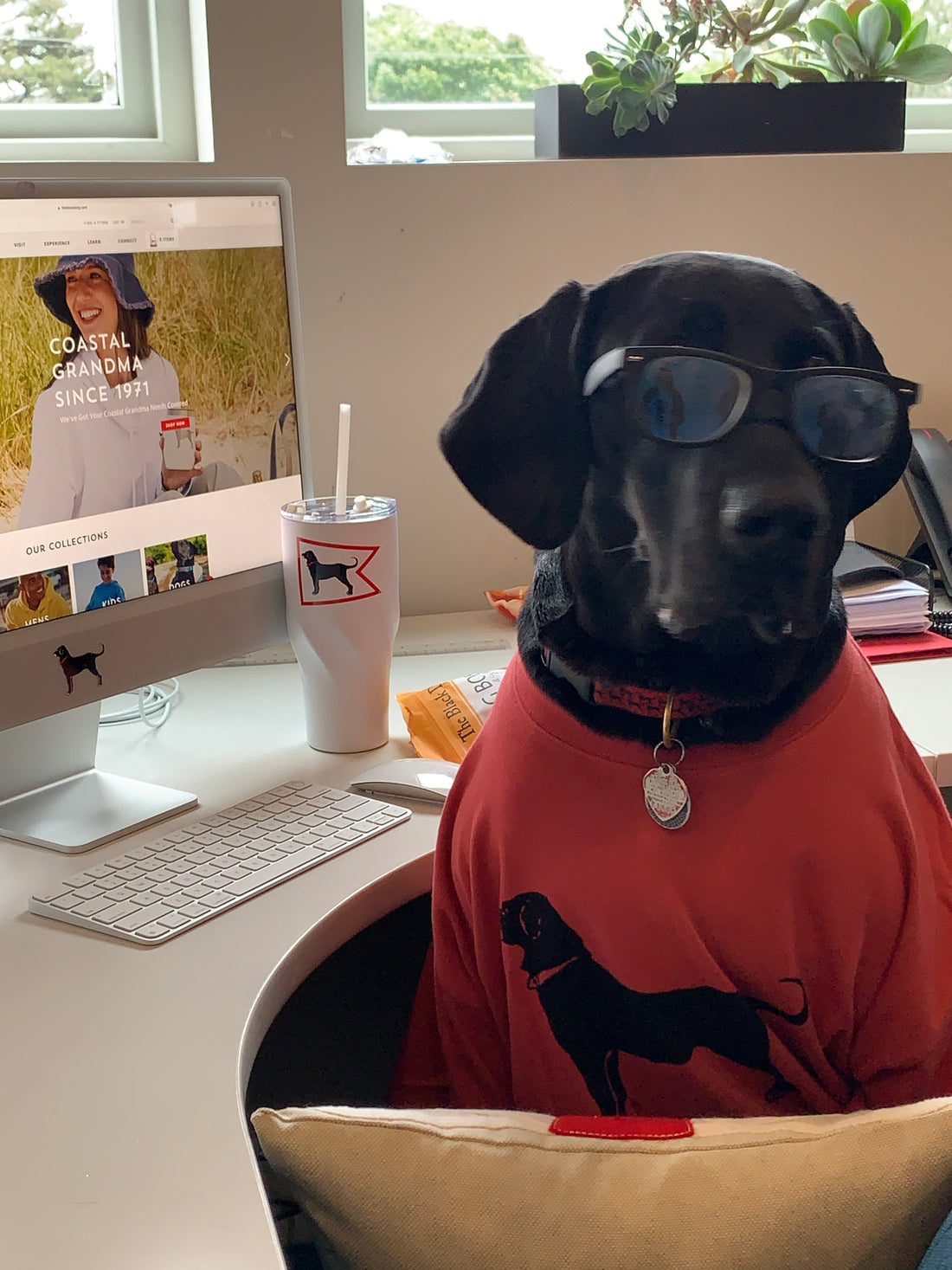 Why Every Day Should Be #TakeYourDogtoWorkDay