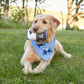 Black Dog Shark Bandana