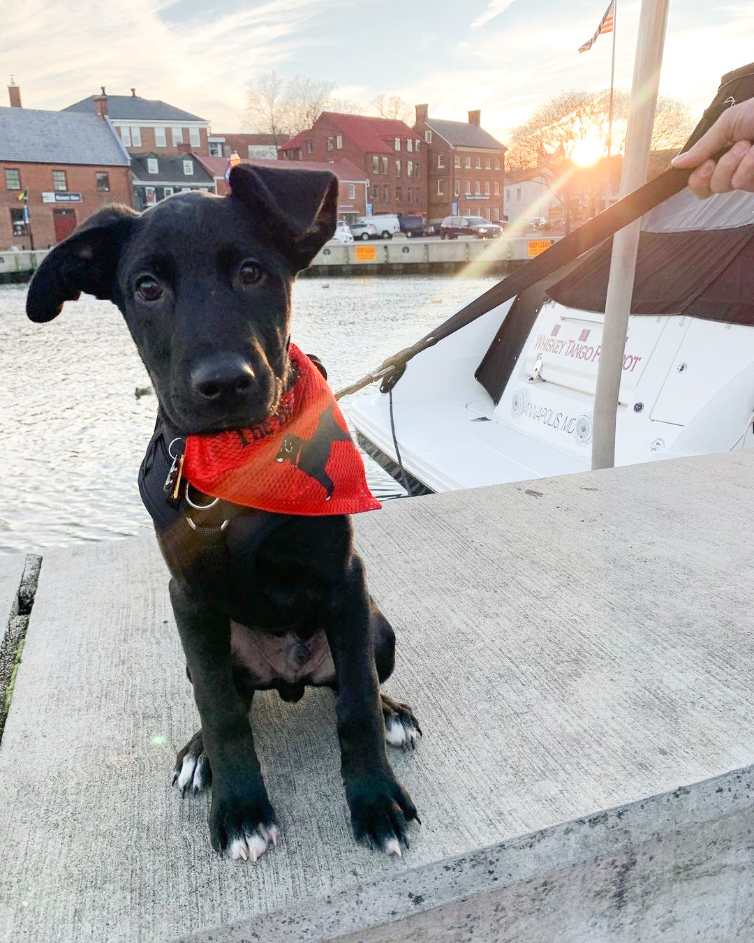 Black dog with a red bandana sitting on a dock