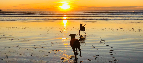 Sunset Rescues Banner