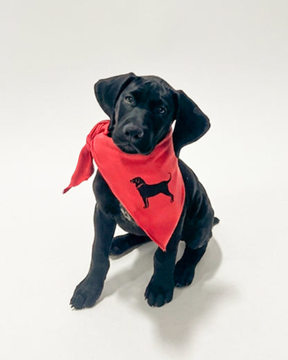 First Mate Knit Dog Bandana