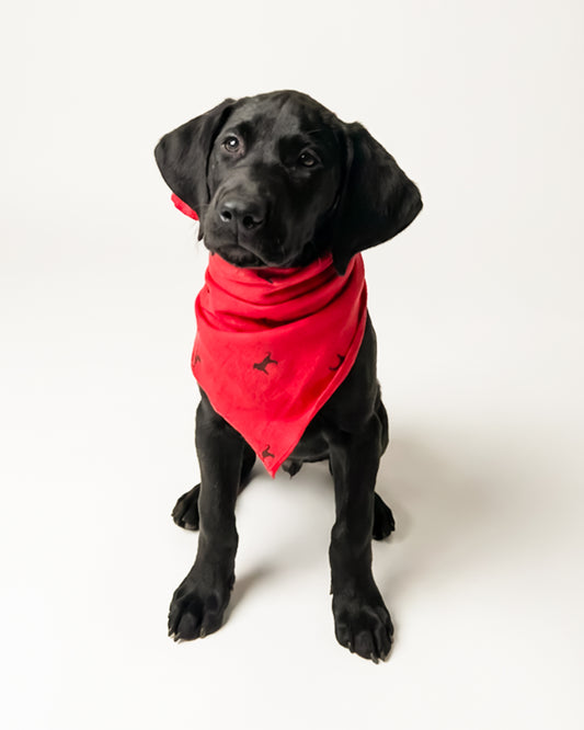 First Mate Tossed Dog Bandana