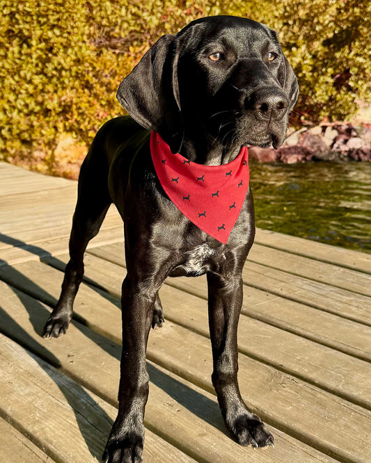First Mate Tossed Dog Bandana