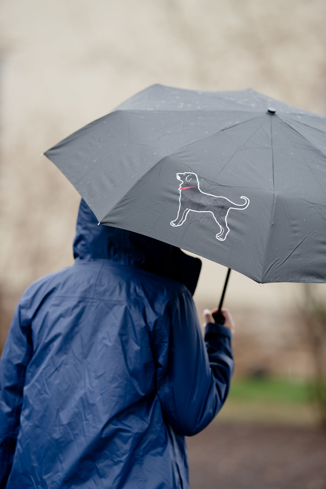 CATALOG The Black Dog