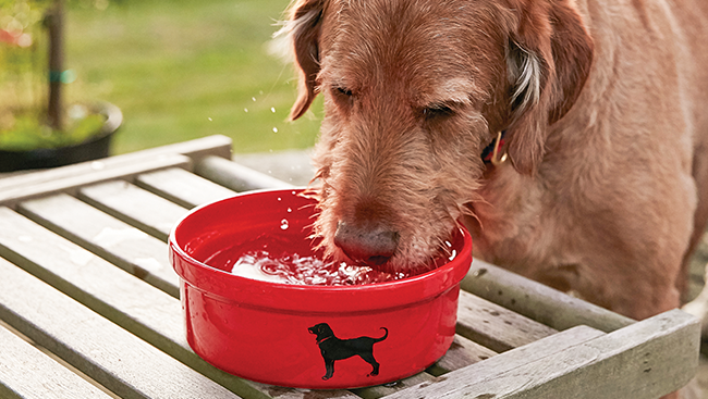 Black 2024 dog apparel