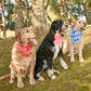 Black Dog Rainbow Bandana