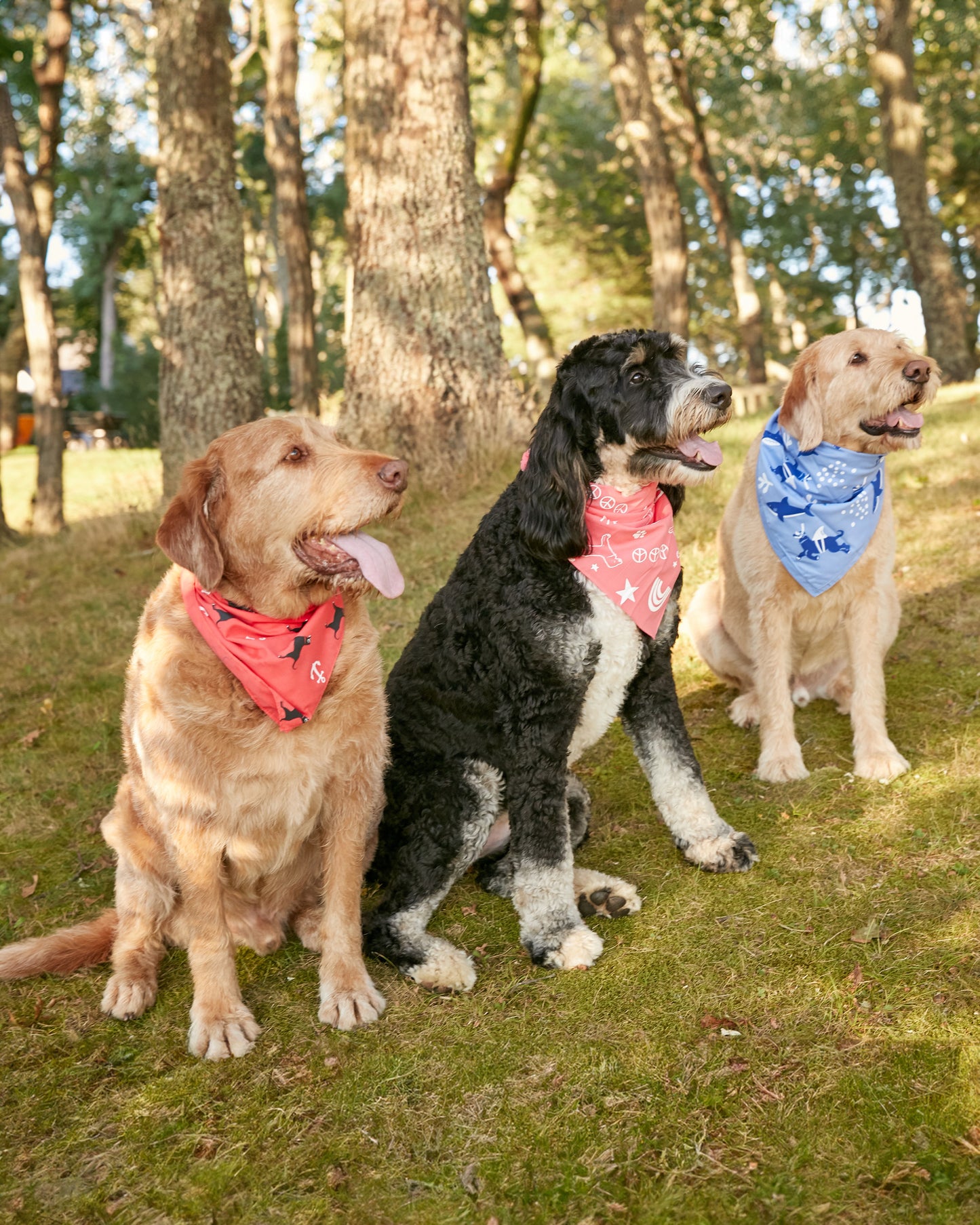 Black Dog Rainbow Bandana