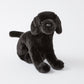 *Chester the Black Lab