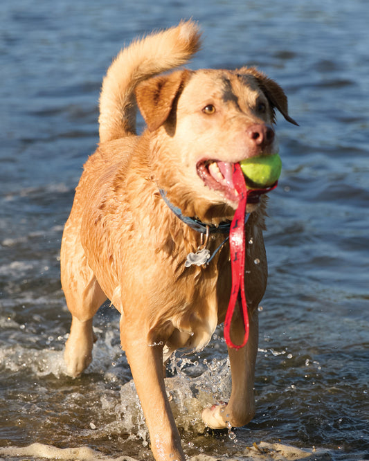 Tennis Ball Pull Toy