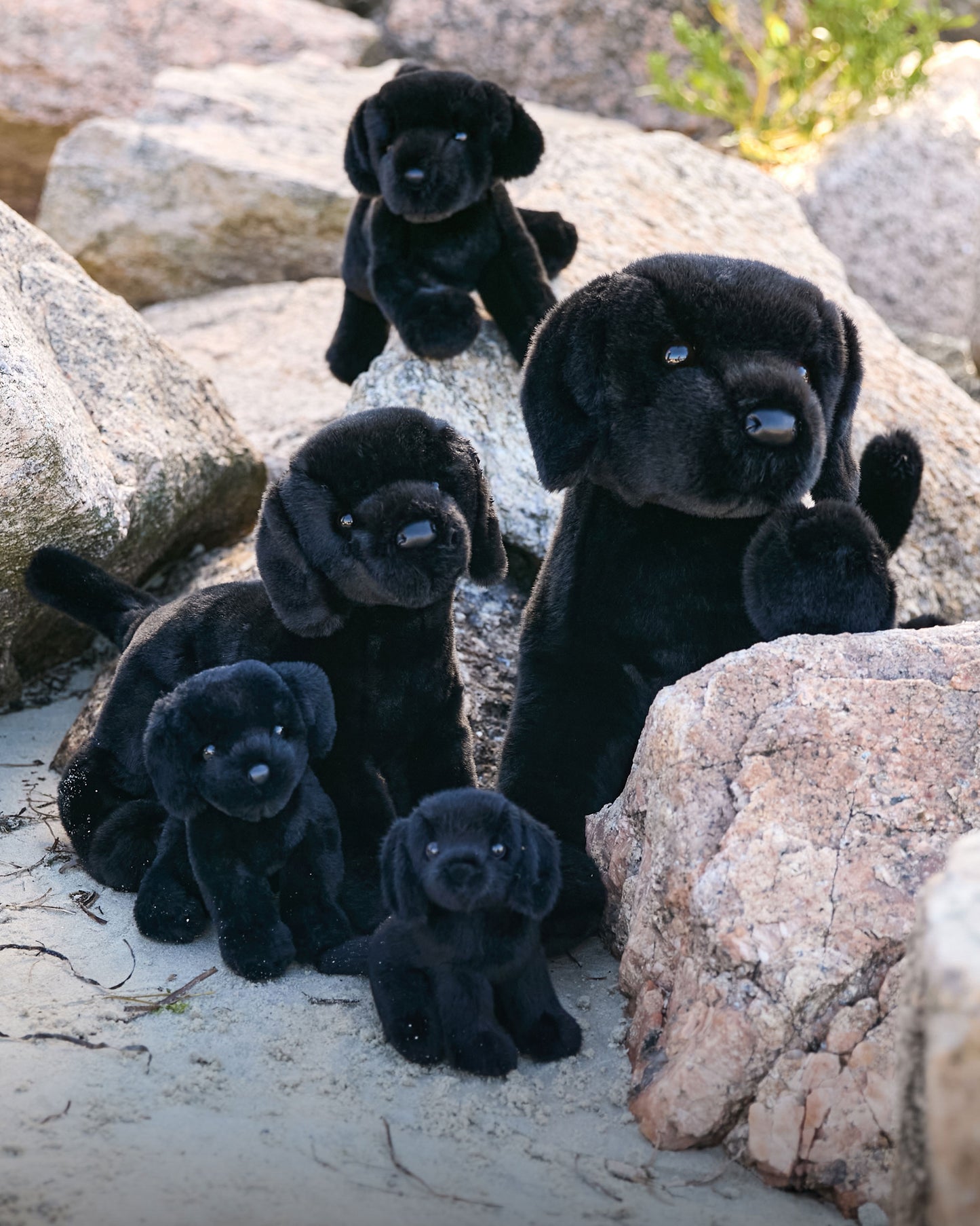 Brewster the Black Lab