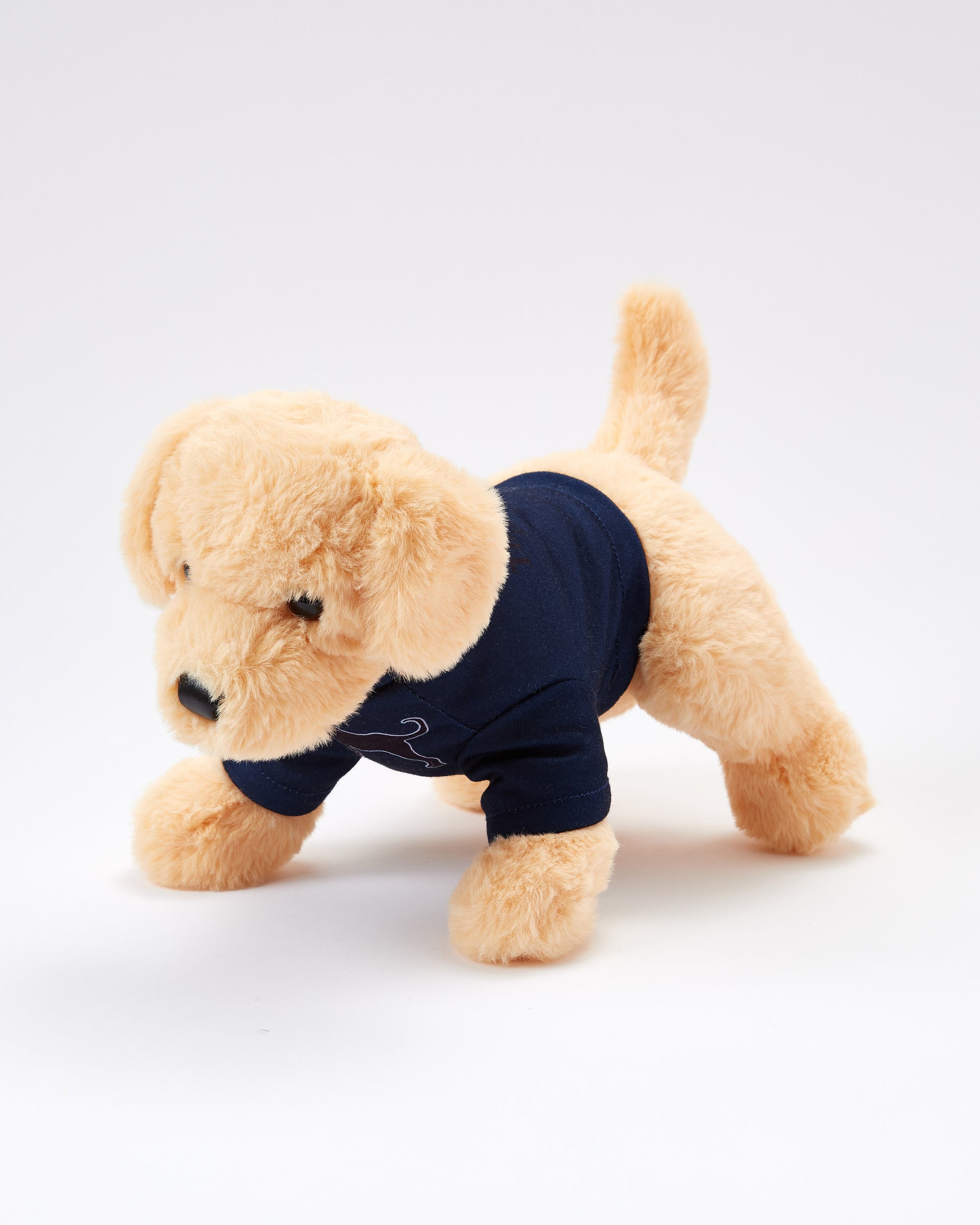 Caroline The Yellow Lab