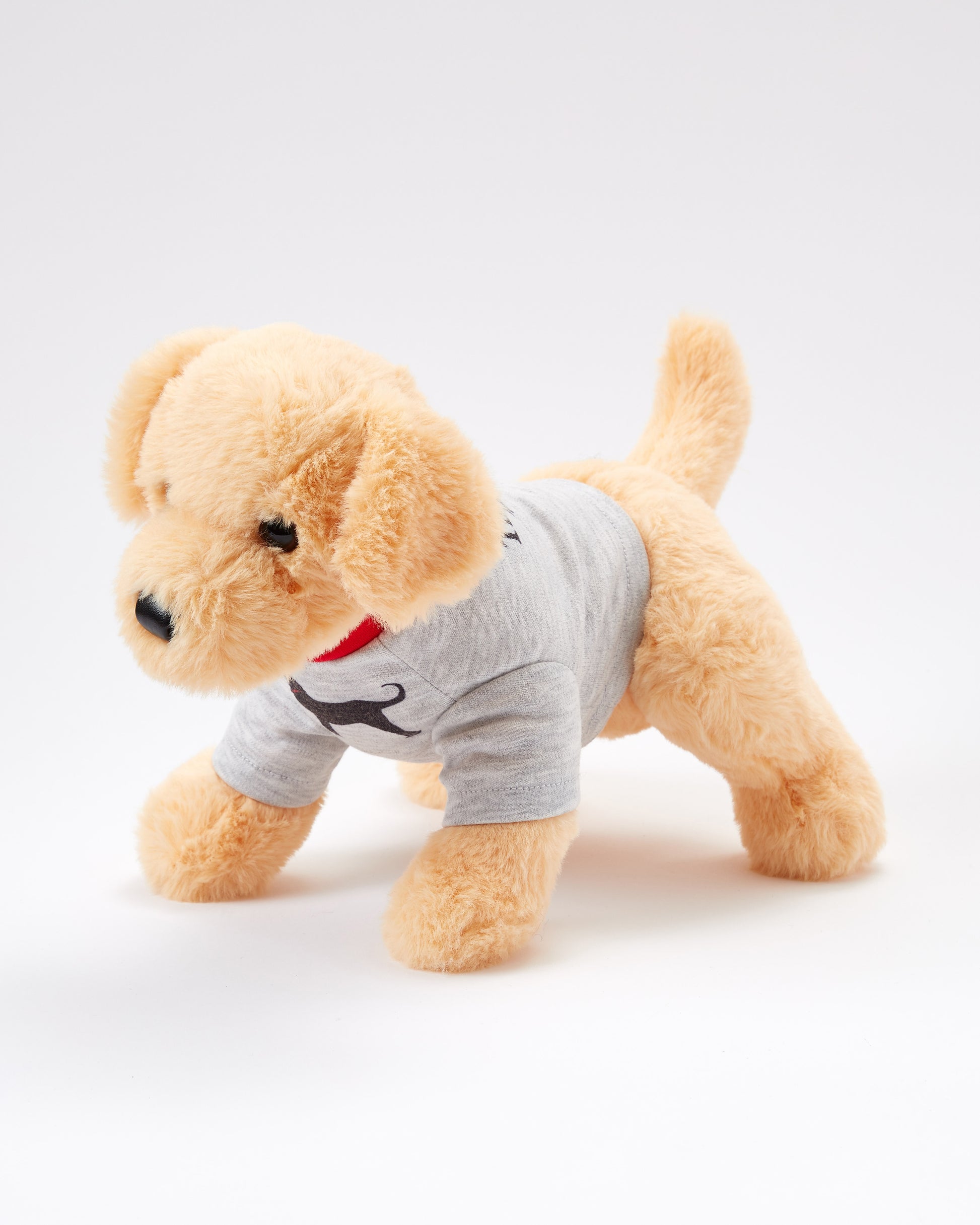 Caroline The Yellow Lab