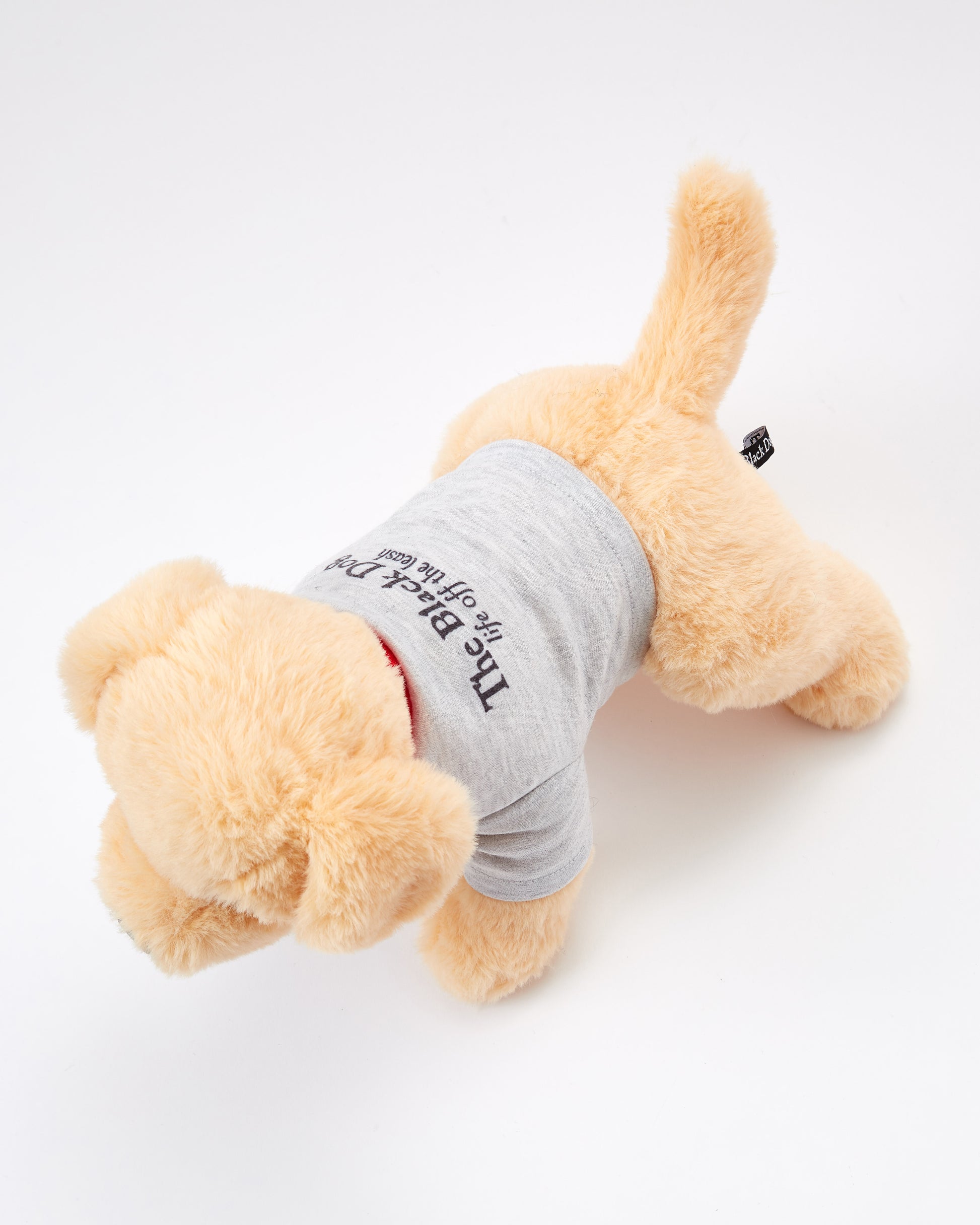 Caroline The Yellow Lab