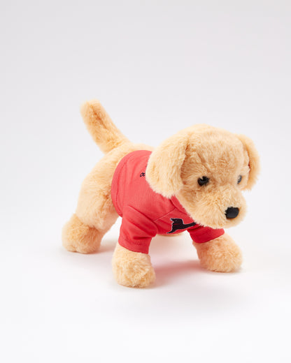 Caroline The Yellow Lab