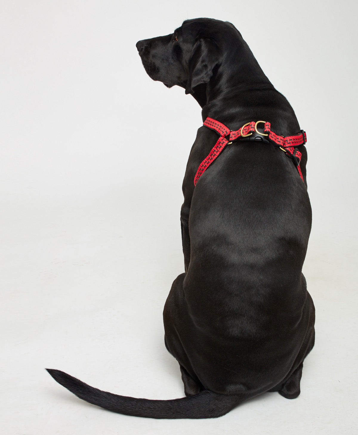 Black dog sales dog harness